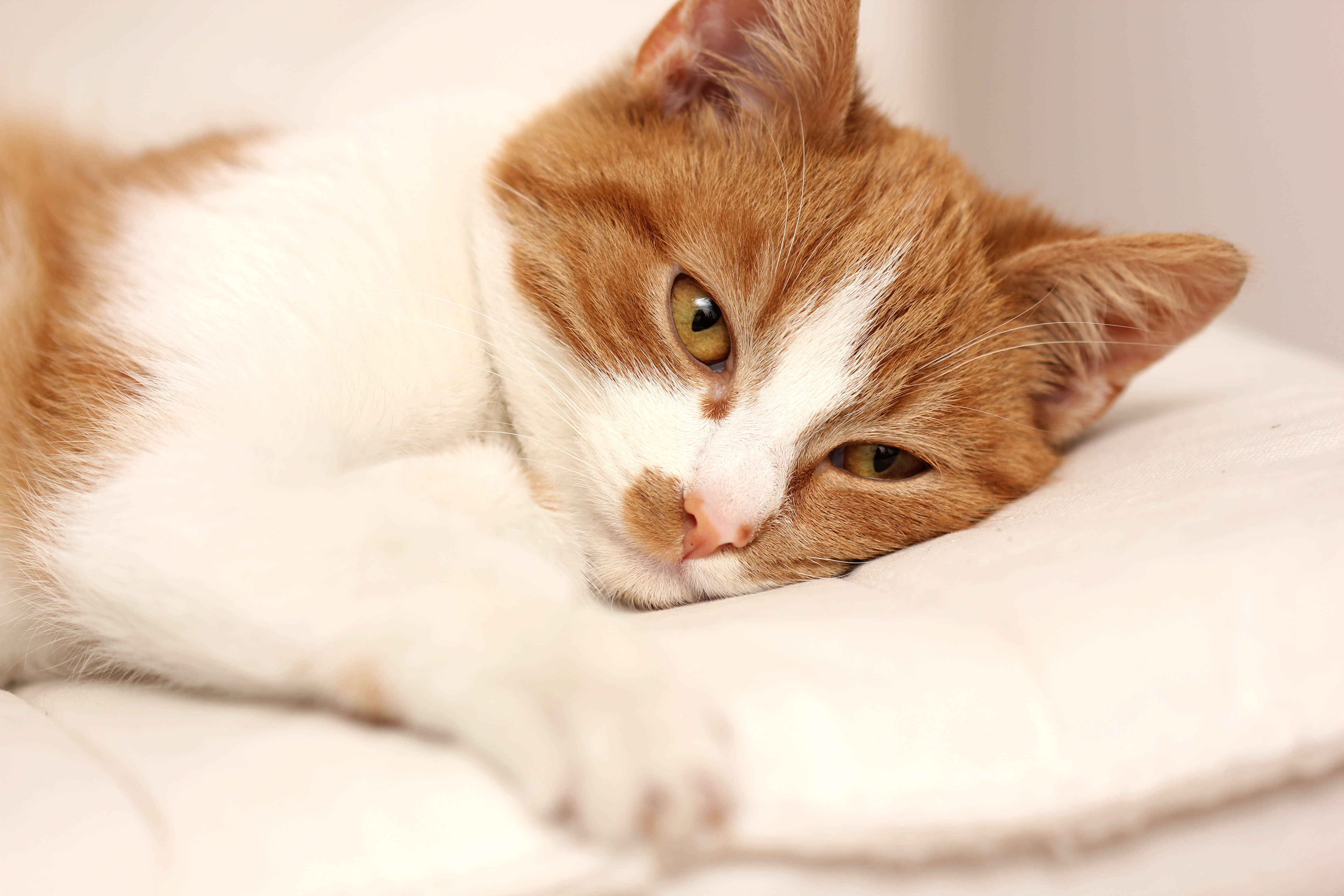 Cat Seizure: A Step-By-Step Guide 1 sick cat