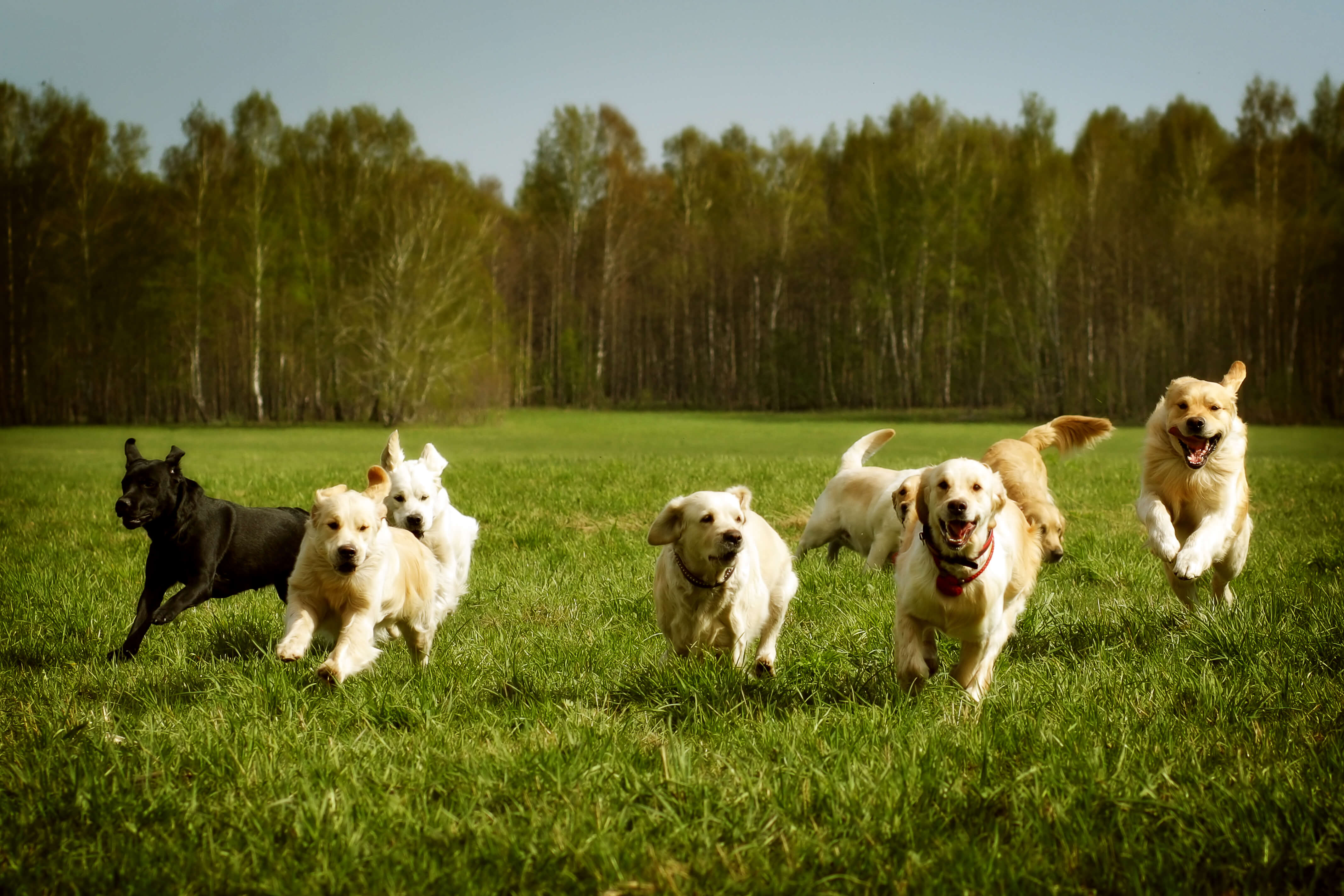 CBD vs THC: Know The Key Differences 5 A pack of golden and black dogs running in an open field with trees behind them.