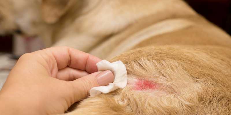 contagio sarna de perros a humanos