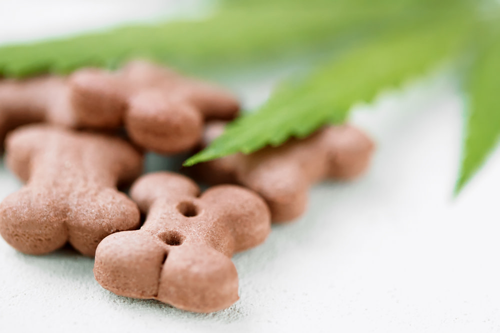 Best CBD Dog Treats for Joint Pain: Benefits and Shopping Tips 4 Choose the Right CBD Treats for Joint Pain