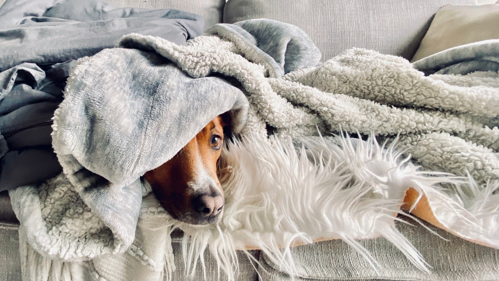 CBD Dog Treats For Anxiety: Helping Your Stressed Pup 2 5 Tips for Calming Down an Anxious Dog
