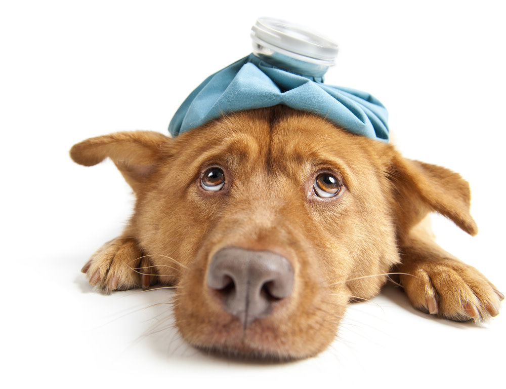 How to Identify and Treat Liver Disease in Dogs 2 Signs Your Dog has Liver Disease