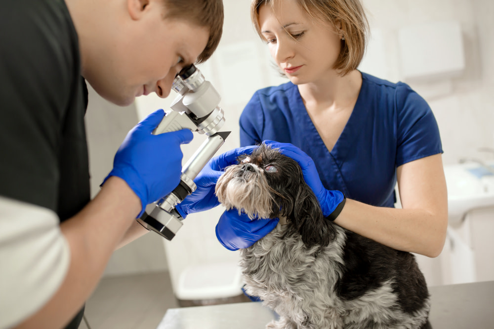 CBD Oil For Glaucoma in Dogs: How to Help Your Canine 2 Glaucoma Treatments for Dogs