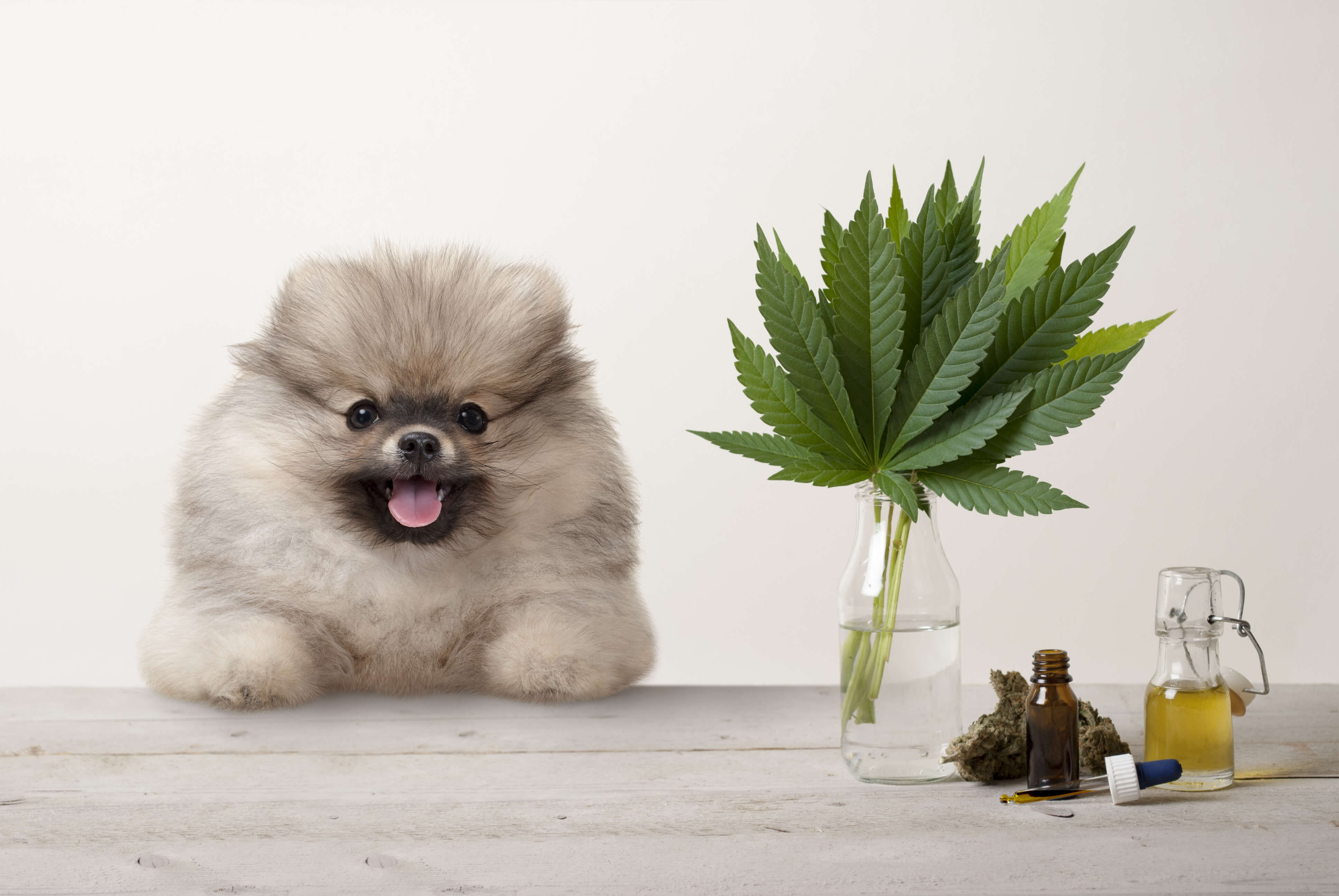 CBD Isolate vs Full Spectrum CBD Oil: What's the Difference? 1 A pomeranian leaning on a table where CBD oil and hemp plants are.