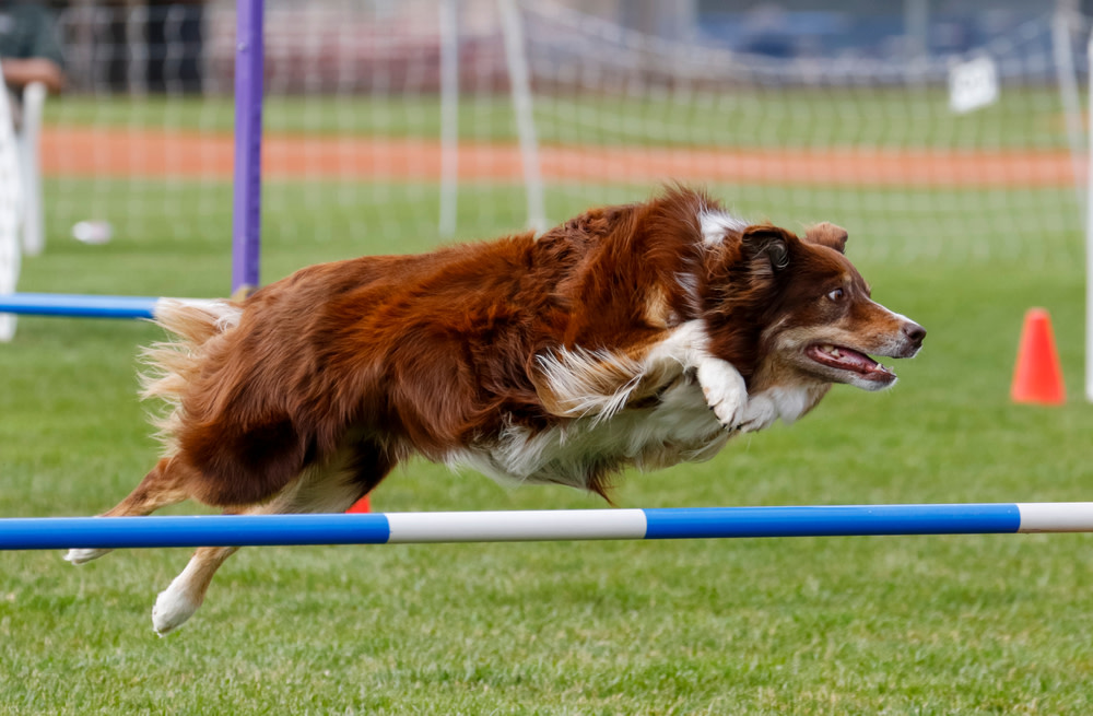 14 Spectacular Dog Sports Your Canine Companion Will Love 1 dog sports
