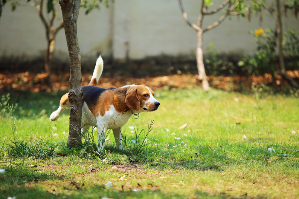 How To Know If You’re Dealing With A Dog UTI And What To Do About It 4 How to Prevent UTIs