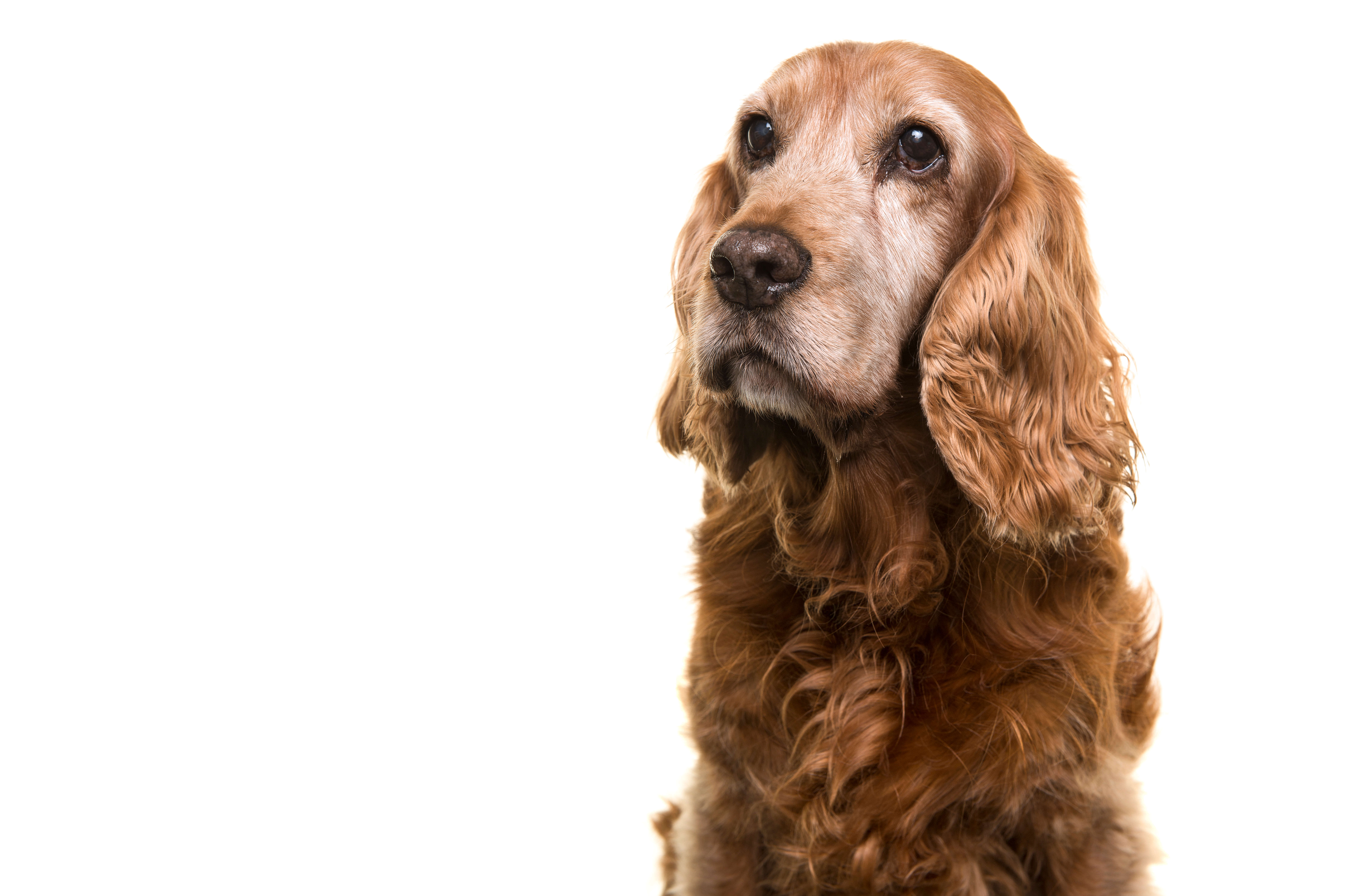 Dog Dandruff: A Definitive Guide 2 cocker spaniel