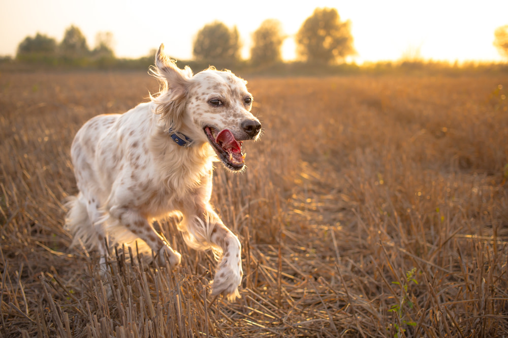 Best CBD Dog Treats for Joint Pain: Benefits and Shopping Tips 1 CBD Dog Treats for Joint Pain