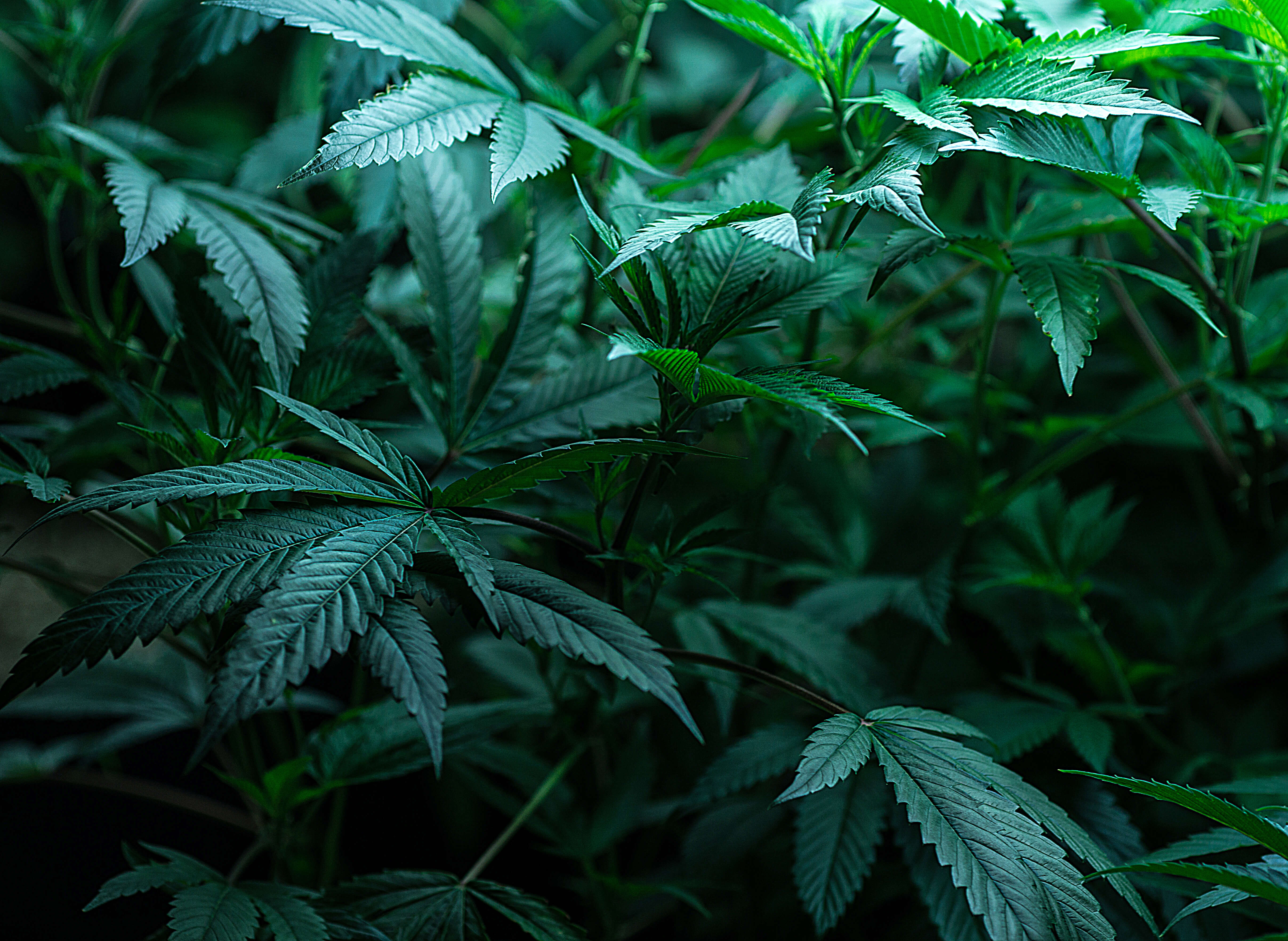 Terpenes: A Comprehensive Guide 1 The hemp plant, which contains terpenes.