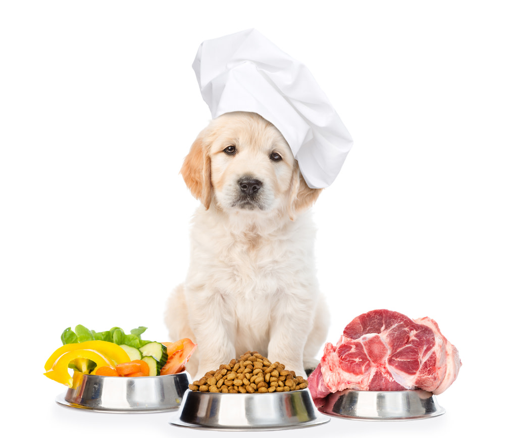 What You Need To Know About Antioxidants For Dogs 3 Best Antioxidants for Dogs