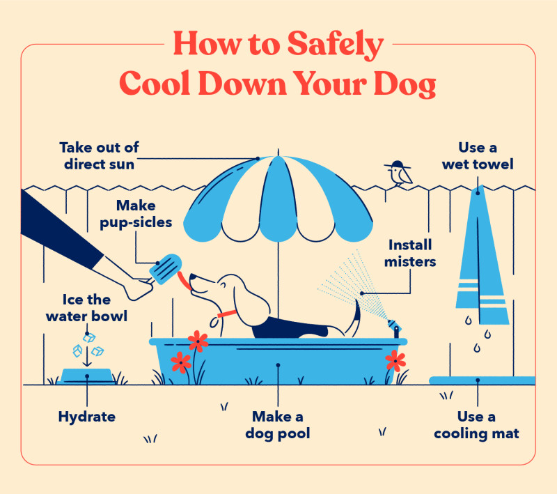 How to Cool Down a Dog 10 Different Ways This Summer 4 A list of tips for how to safely cool down your dog including, using a cooling make, taking your pup out of direct sunlight and hydrating