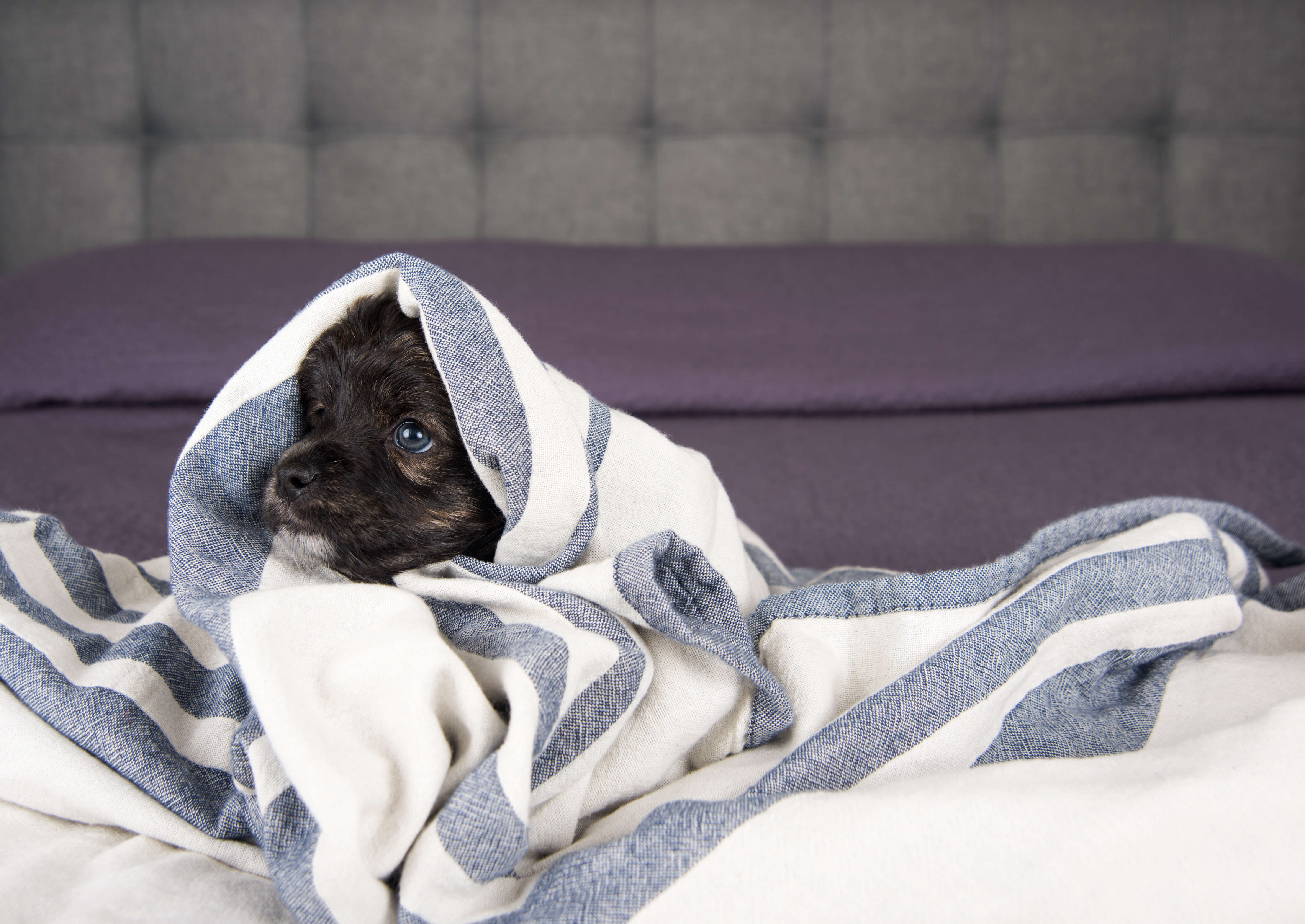 Dog Seizures: A Guide To Helping Your Pup 5 dog wrapped in blanket