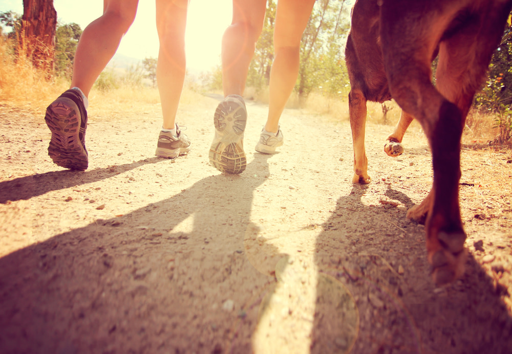 Best CBD Dog Treats for Joint Pain: Benefits and Shopping Tips 5 Monitoring Your Dog's Joint Mobility