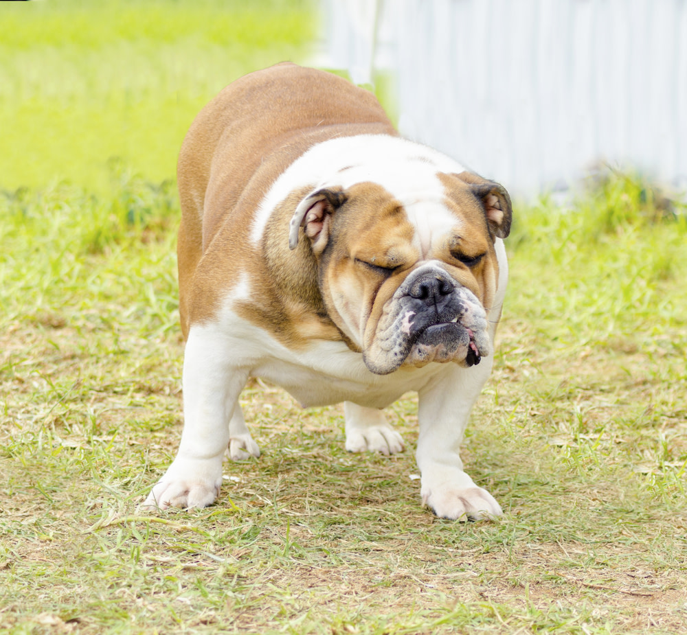 12 Effective Home Remedies For Constipation In Dogs 1 dog constipation: causes and remedies