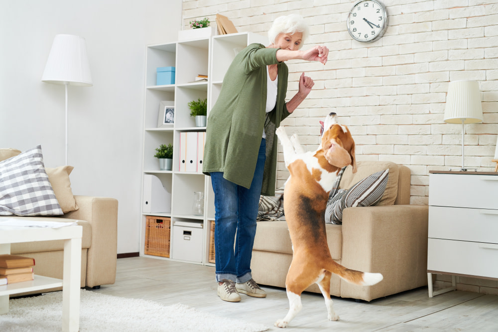 What Are Interactive Dog Toys? Here's Everything You Need To Know 3 interactive toys for dogs