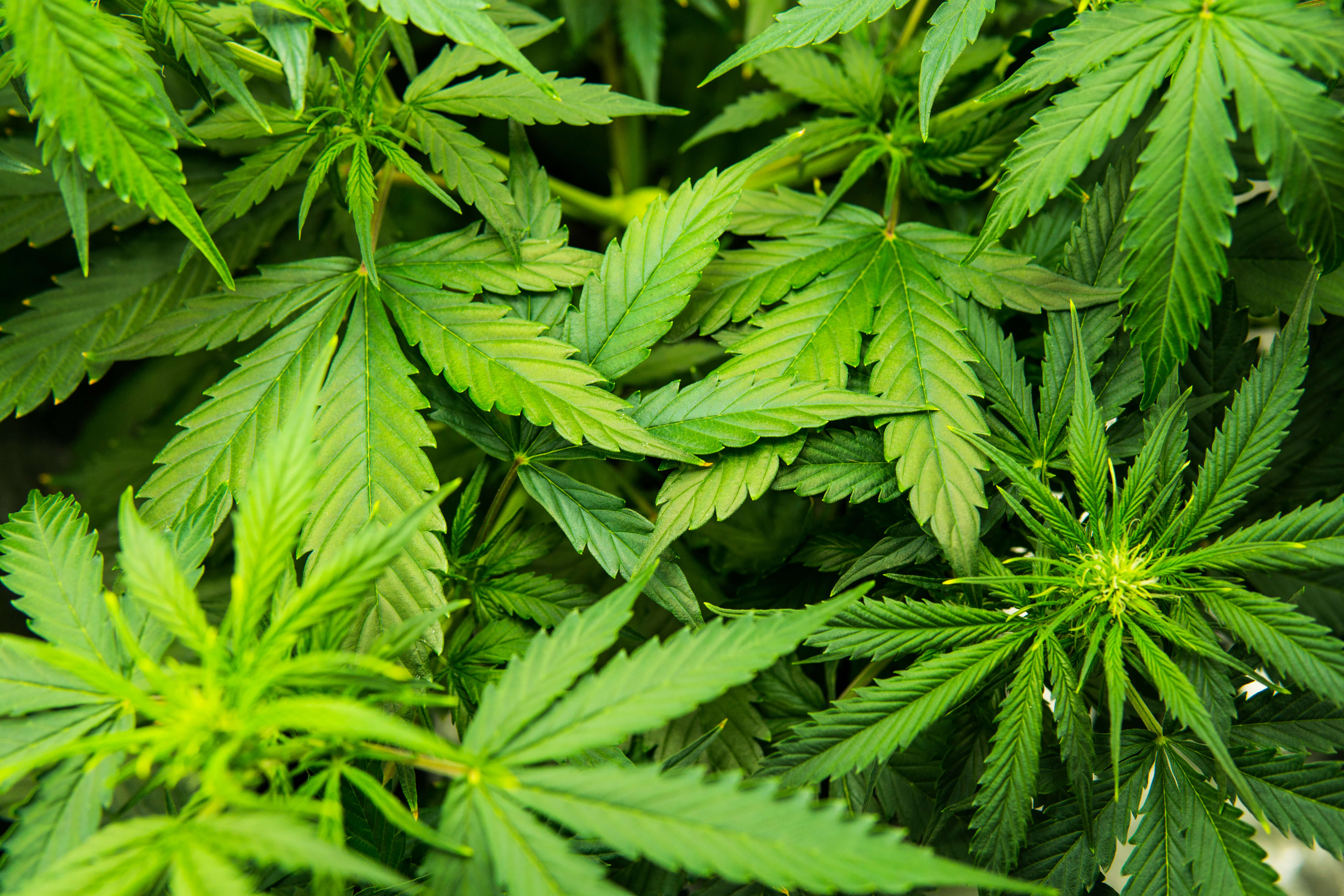 CBD vs THC: Know The Key Differences 1 A closeup picture of a hemp plant