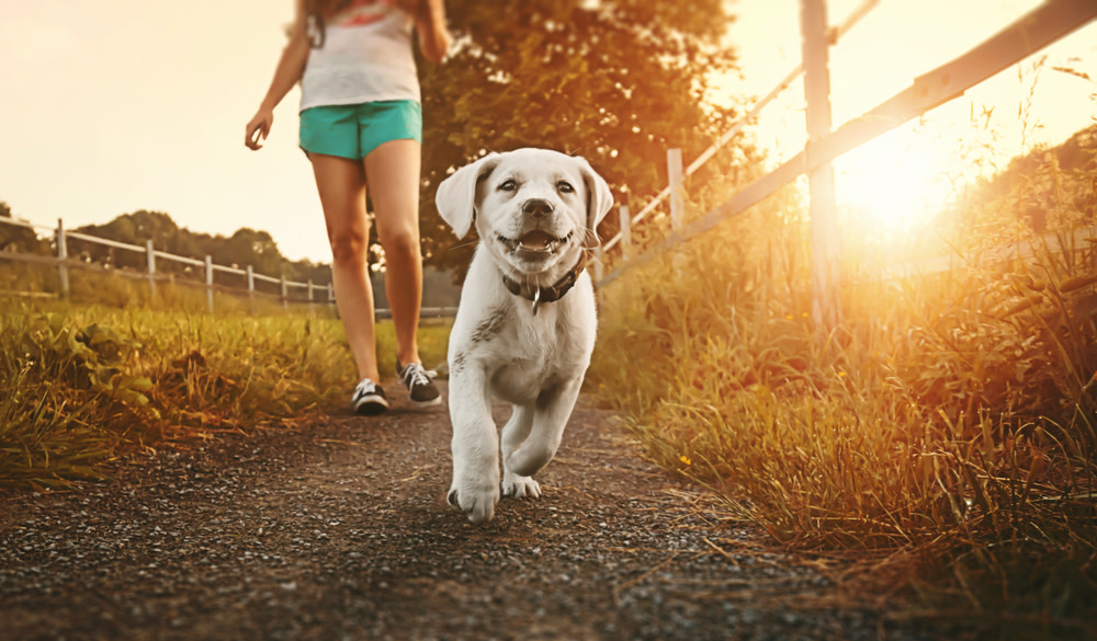 CBD Oil For Dogs With Cancer: A Holistic Option 4 woman walking her dog