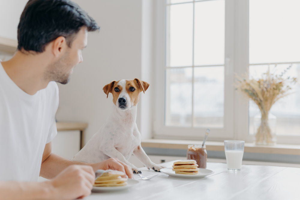 How To Use Goat Milk Probiotics For Dogs and its Health benefits 4 dog and owner drinking milk