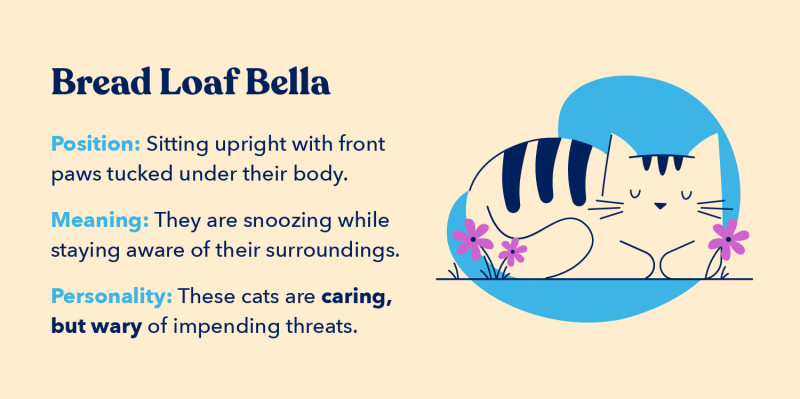 11 Cat Sleeping Positions The Meaning Behind Them