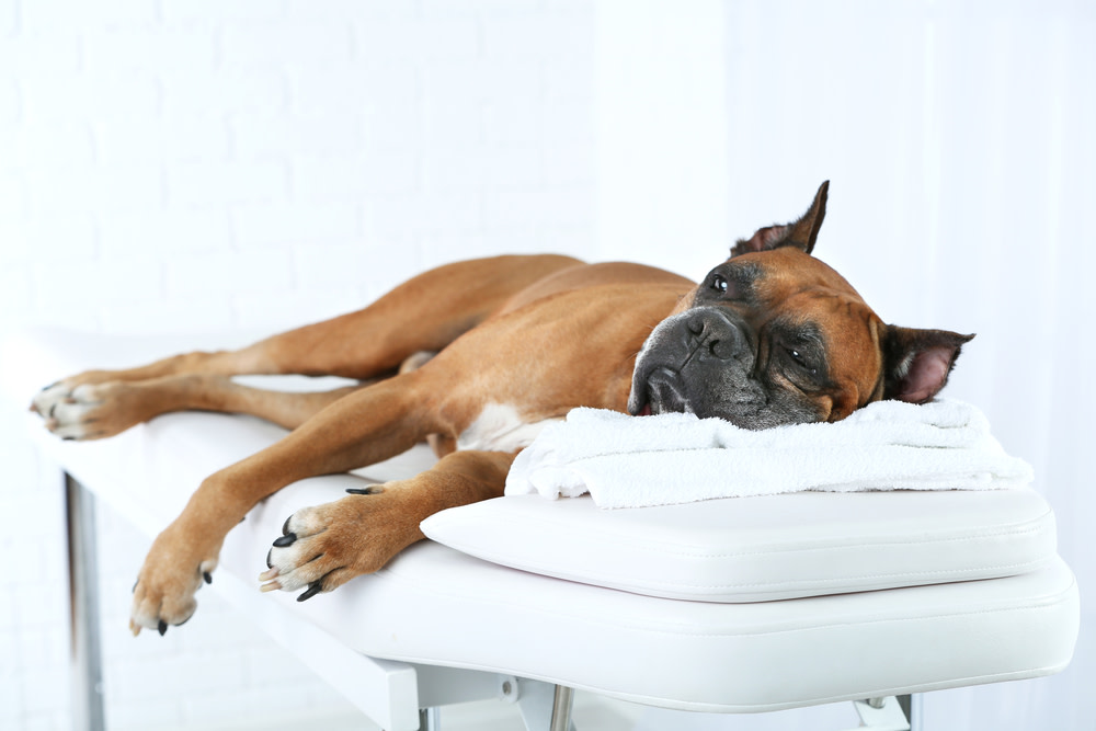 Dog Massage: 10 Amazing Benefits for Your Dog 5 how to give a dog a massage