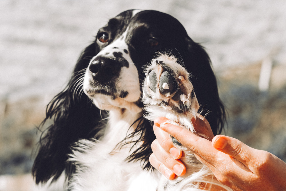 Cracked Dog Paws: Troubleshooting Frostbite, Burns, and Allergies 1 Cracked Dog Paws