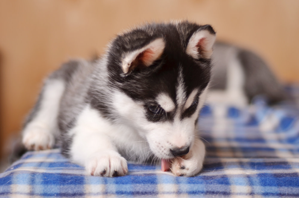 10 Best Home Remedies For Dog Licking Paws 3 causes of excessive dog licking