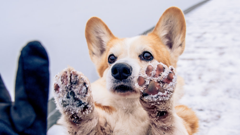 Cracked Dog Paws: Troubleshooting Frostbite, Burns, and Allergies 3 Dog Paw Care