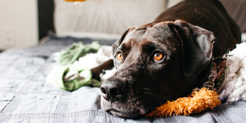 la ansiedad puede causar micción frecuente en perros