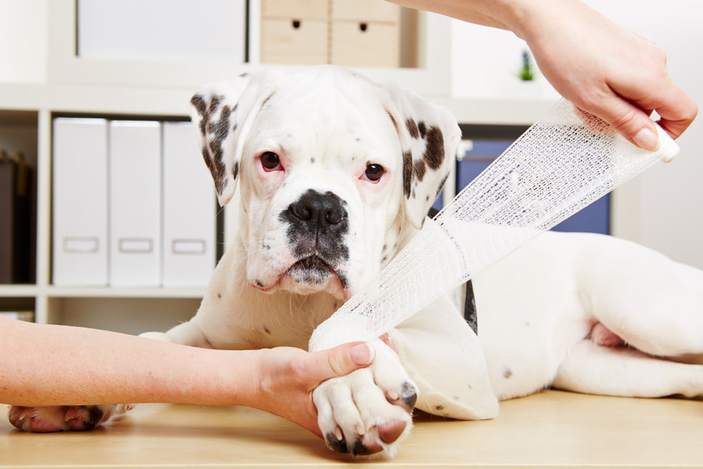 Cracked Dog Paws: Troubleshooting Frostbite, Burns, and Allergies 4 Treating Cracked Dog Paws