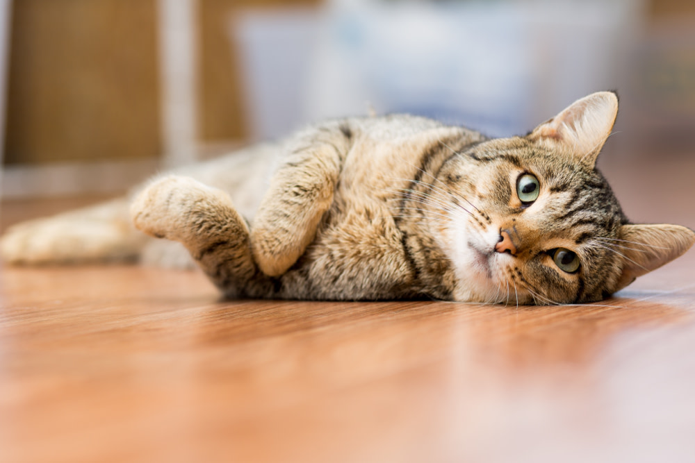 Coconut Oil for Cats: Can Coconut Oil Help My Cat? 2 benefit of coconut oil for cats