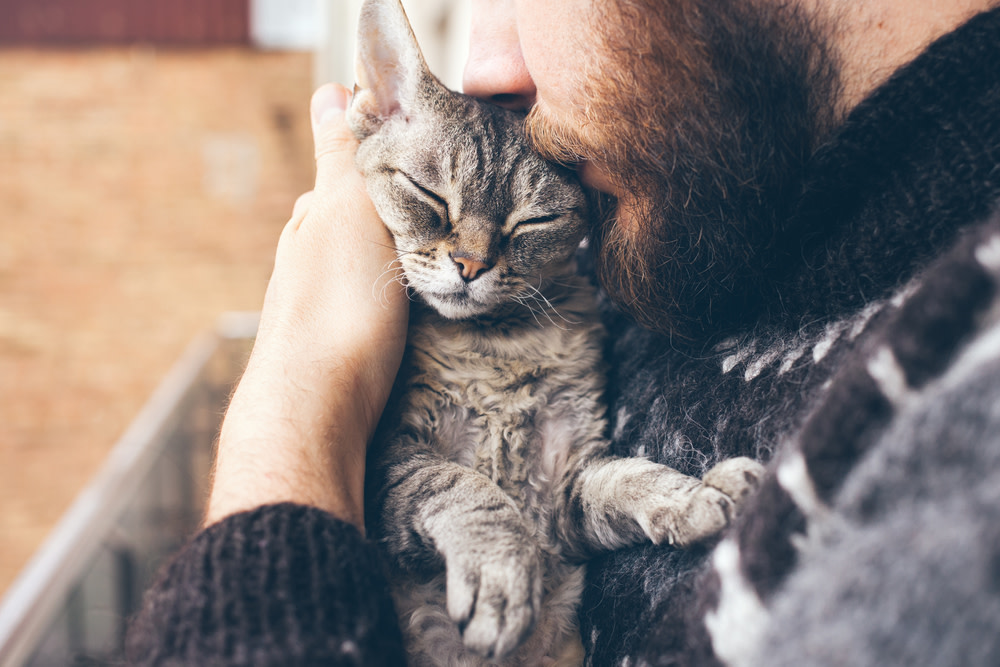 Why is my Cat Lethargic? 1 cat lethargy: causes and treatments