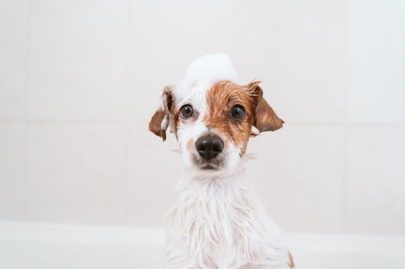 Dog-sitting-in-bathtub-with-bubbles-on-head