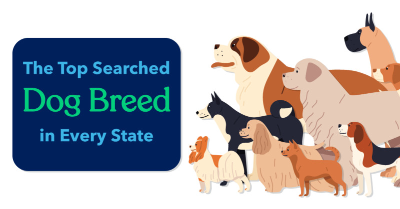The Top Searched Dog Breed in Every State 1 Top Dog Breeds