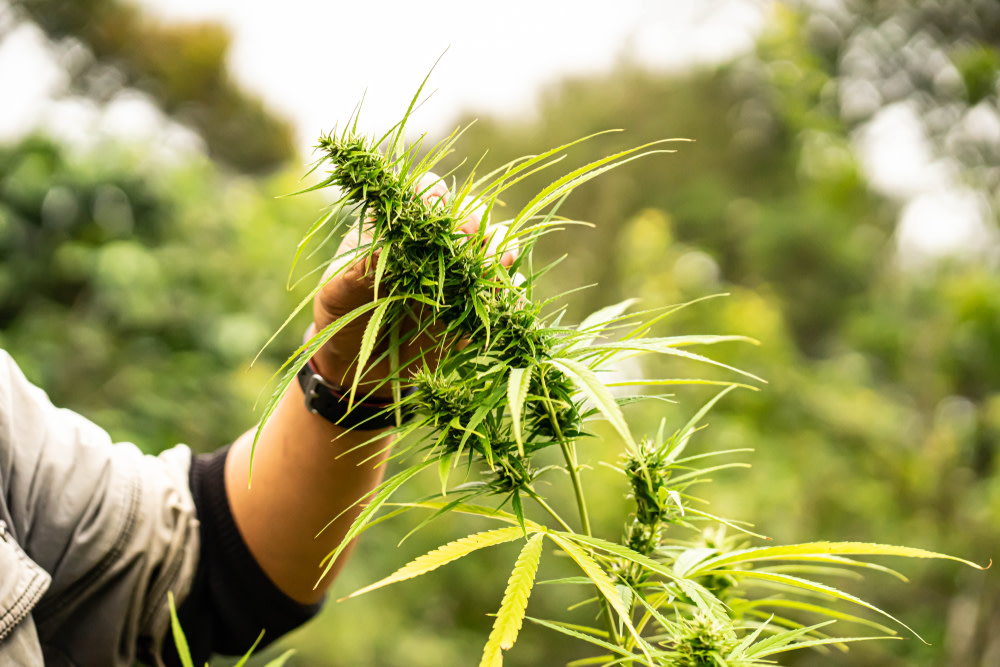 Potential Side Effects of CBD Oil in Dogs and Solutions 3 Hand holding marijuana tree