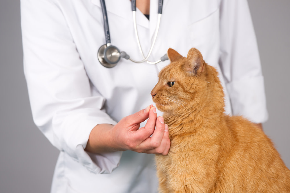 Everything You Need to Know about Digestive Enzymes For Cats 2 Why do Cats Need Enzyme Supplements