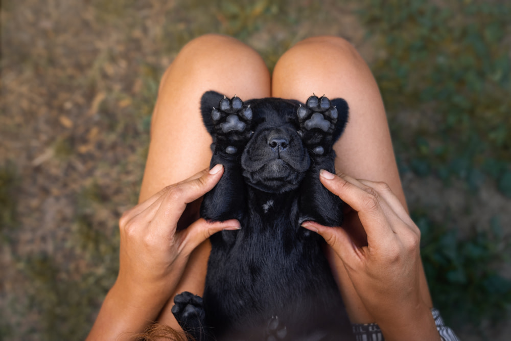 Cracked Dog Paws: Troubleshooting Frostbite, Burns, and Allergies 5 Caring for Dog Paws