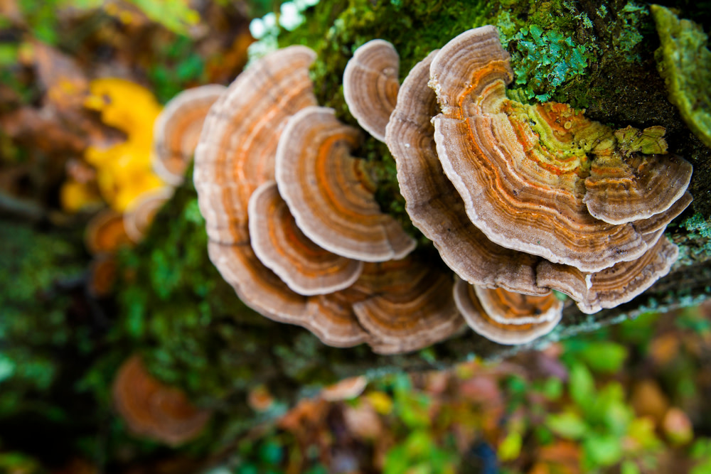 Turkey Tail Mushroom Vs. CBD Mobility Chews: Natural Joint Support for Dogs 2 Turkey Tail Mushroom