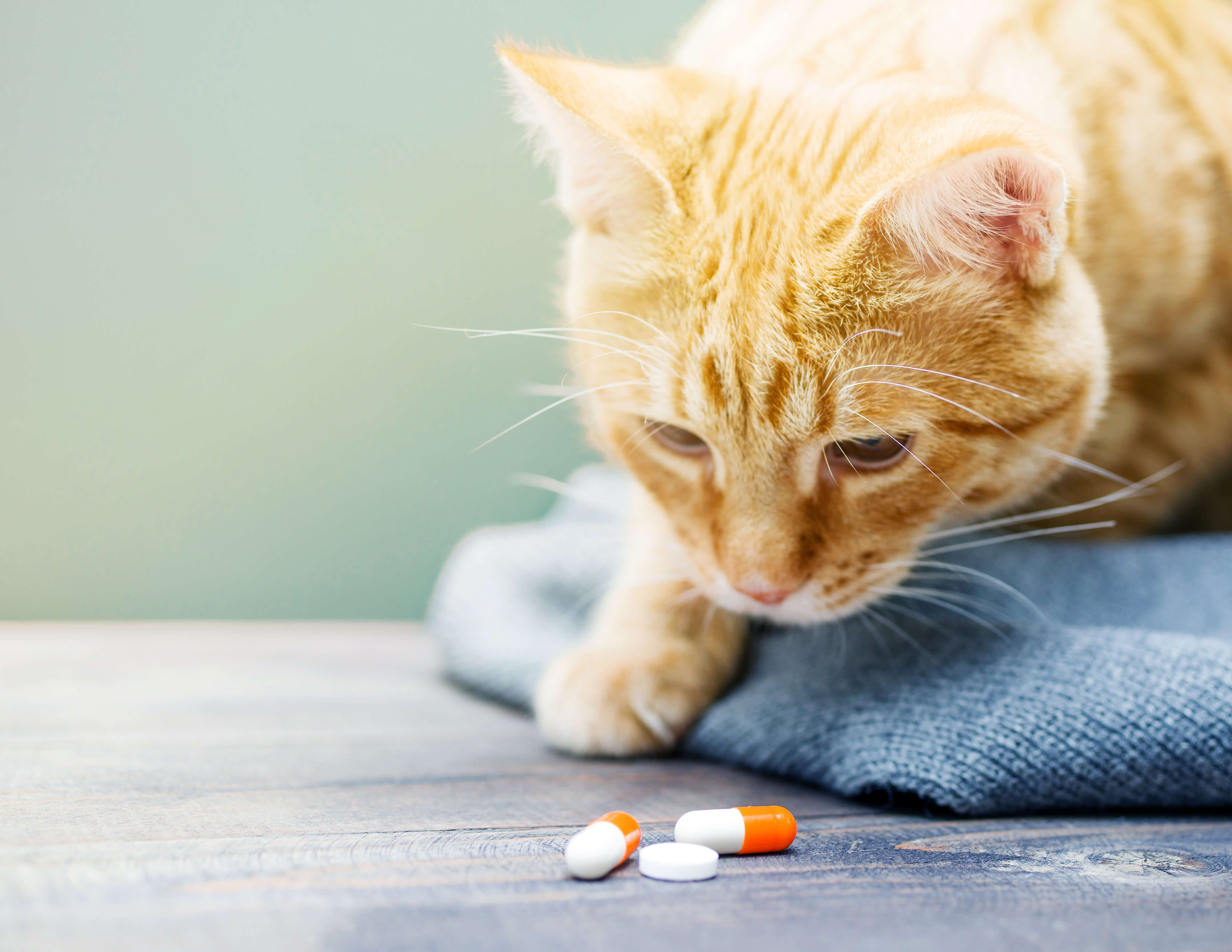 Cat Seizure: A Step-By-Step Guide 4 cat with pills