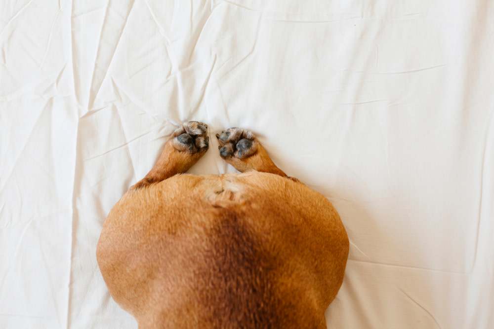 Why Does My Dog Fart So Much? 5 probiotics for dog farts