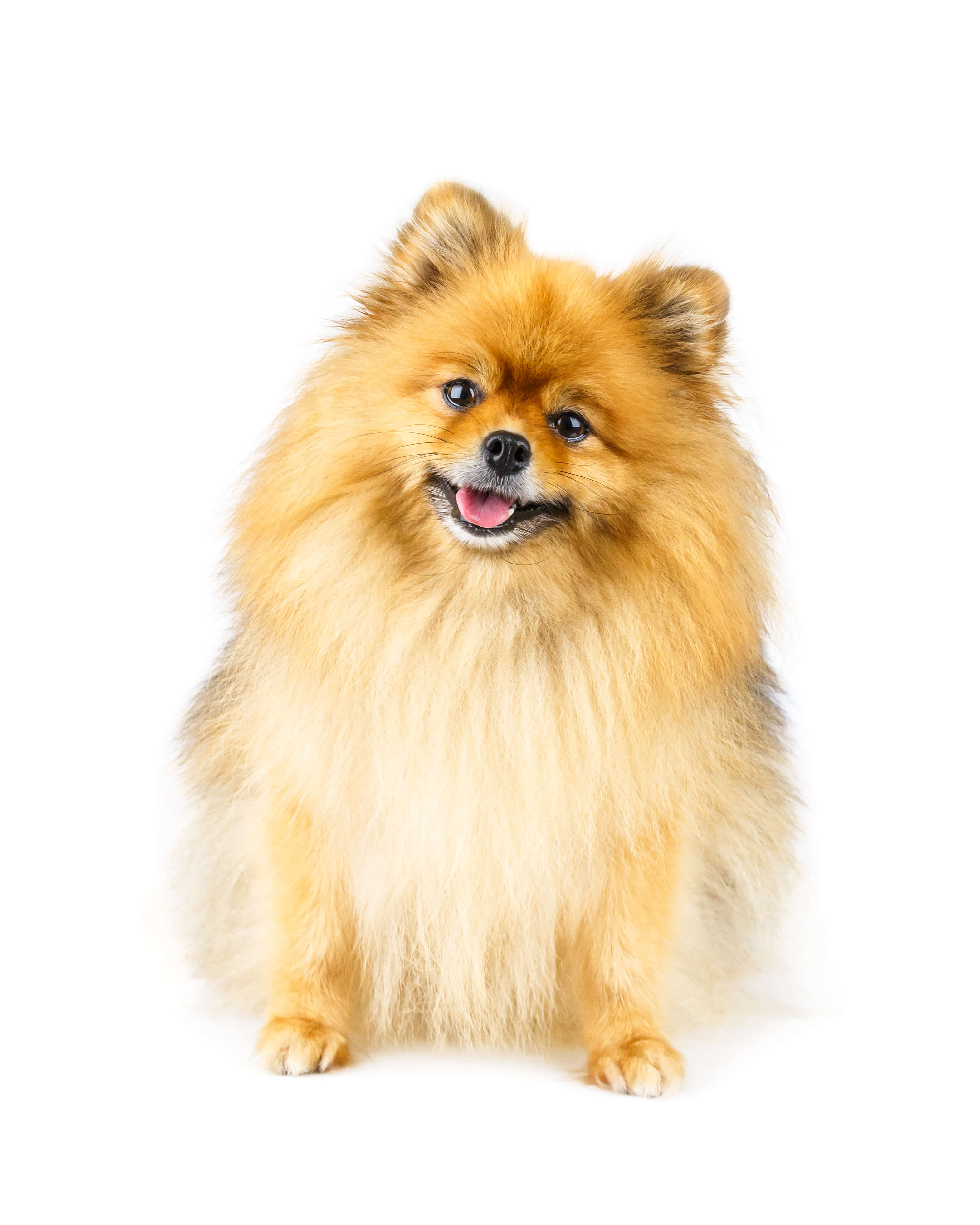 Organic Dog Food: Why Your Pet Deserves The Best 5 happy healthy dog