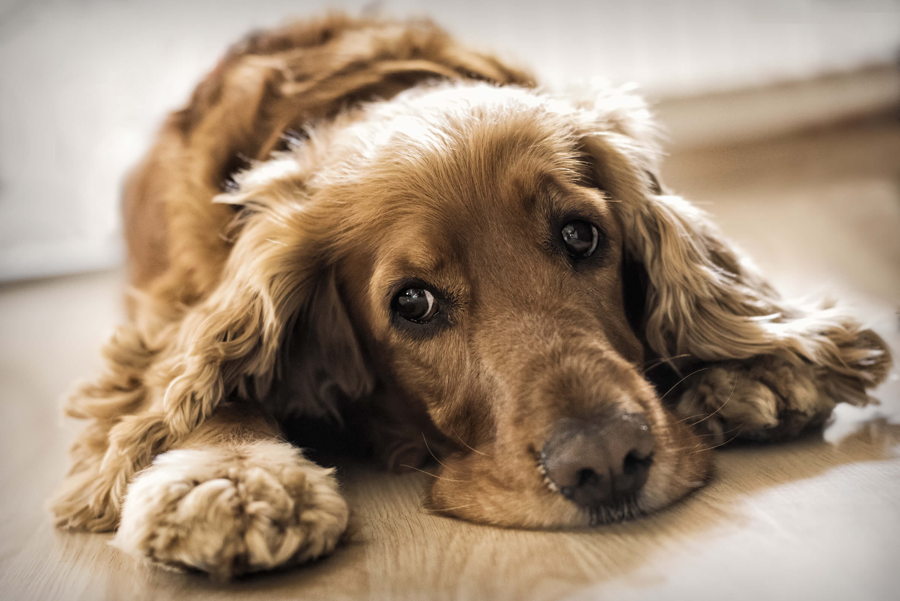 Natural Anti-Inflammatory Agents: Our Top 12 Choices for Dogs 2 Brown retriever type dog laying down on the floor