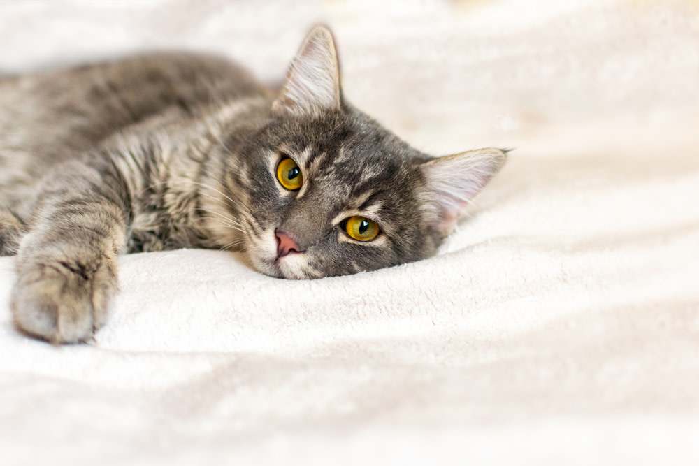 Probiotics For Cats With Pancreatitis: A Guide 1 Probiotics For Cats With Pancreatitis