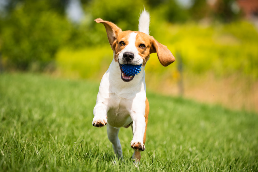 How To Keep Your Dog Sharp With Mental Stimulation 3 Dog Mental Stimulation