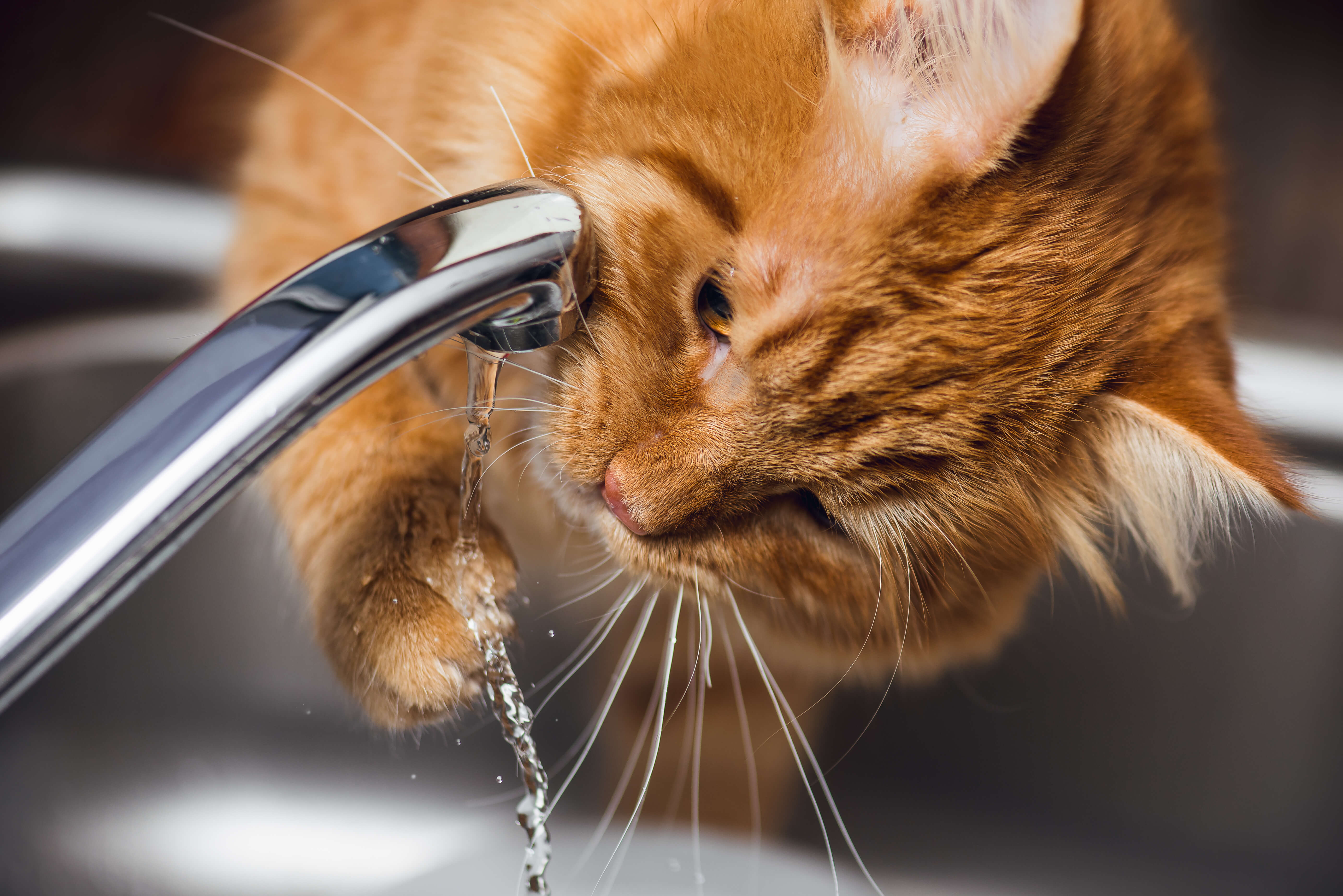 Cat Diarrhea: A Definitive Guide To Treatment 6 cat drinking water from faucet