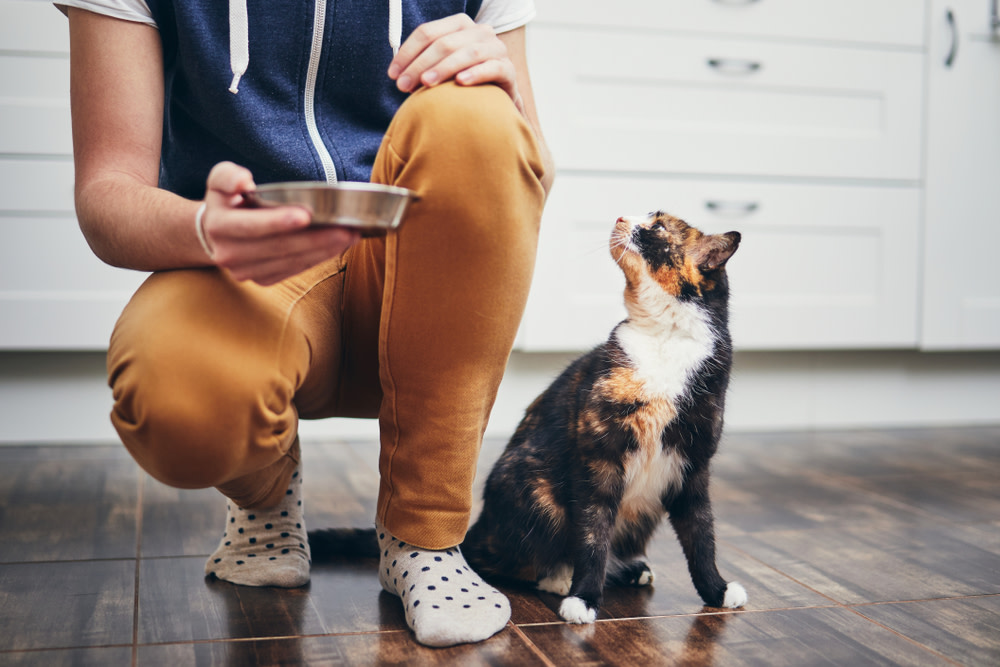 Coconut Oil for Cats: Can Coconut Oil Help My Cat? 4 giving cats coconut oil
