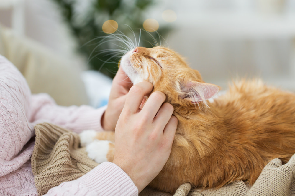 CBD Oil For Cats With Cancer: A Holistic Option 4 person petting happy cat