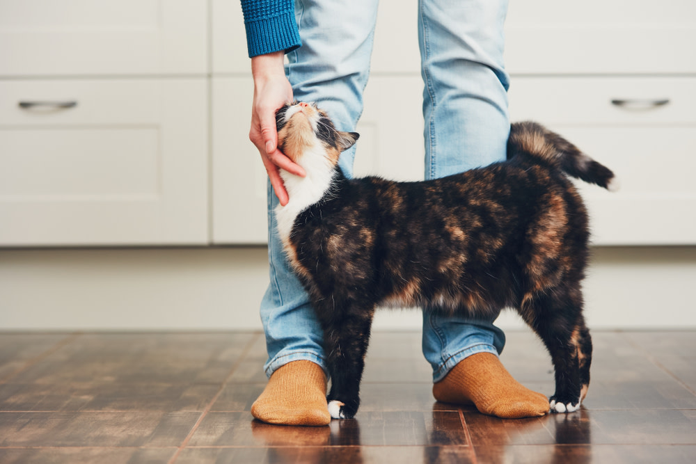 Why Your Cat May Be Crying And What To Do About It 2 Why Cats Meow