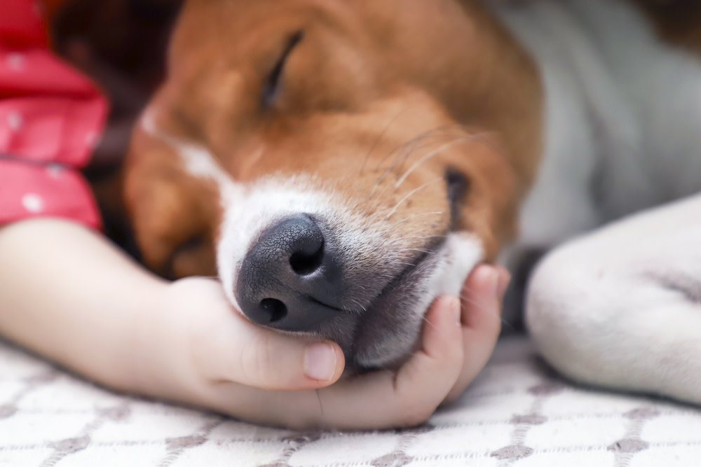 How to Identify and Treat Liver Disease in Dogs 3 Liver Disease Treatment Options