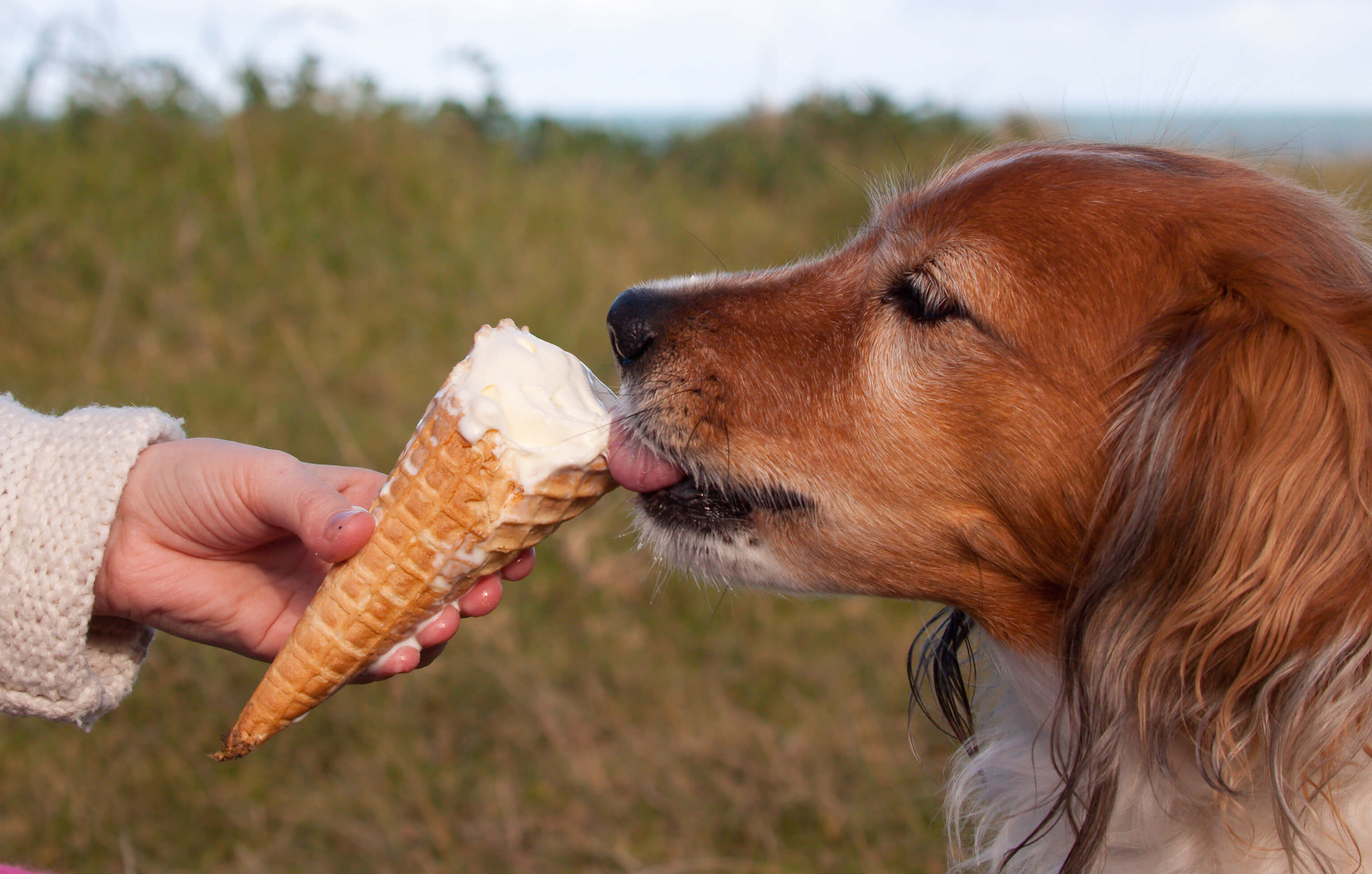Obese Dog: The Right Steps To Take 2 dog eating ice cream