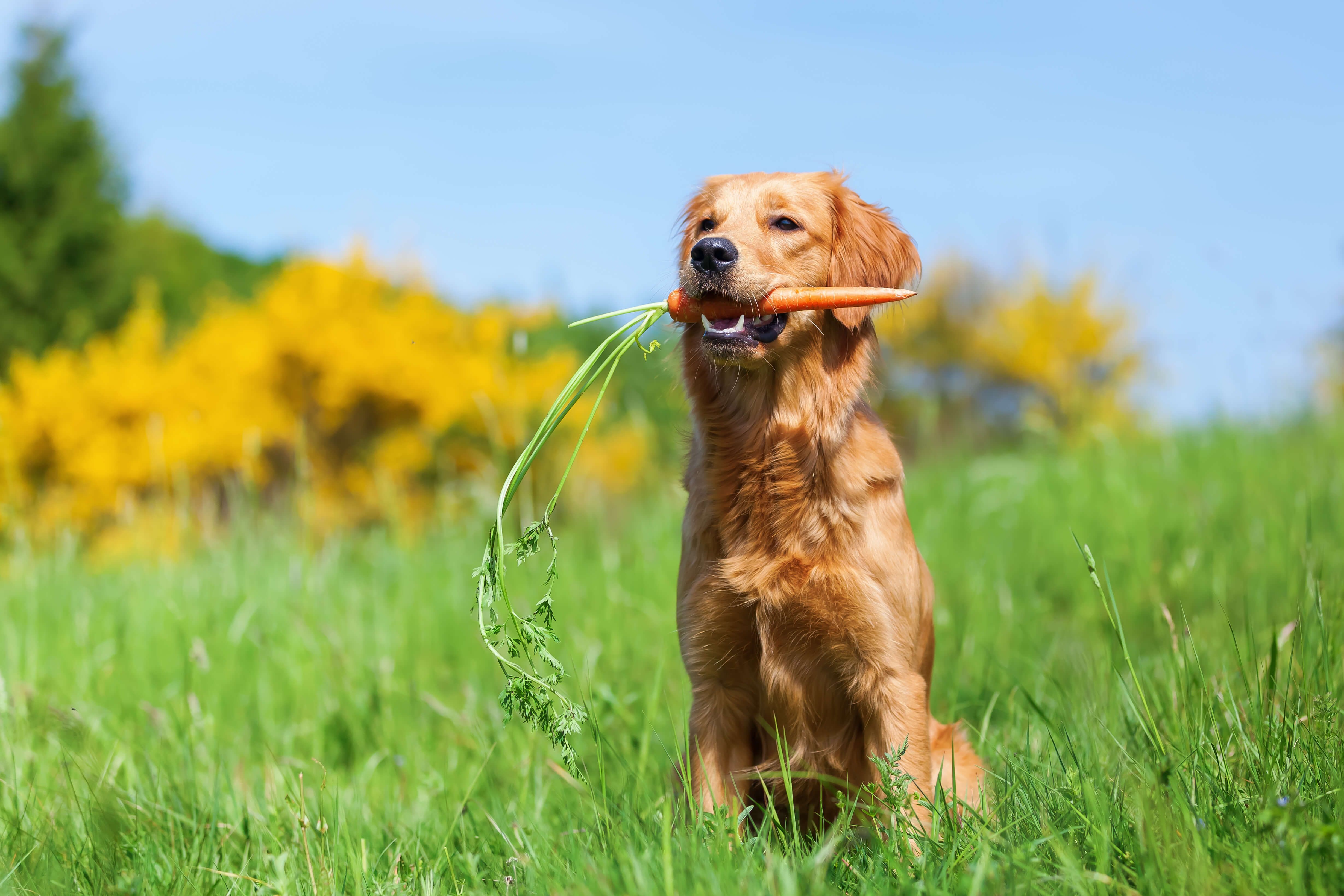 Vegan Dog Food: Everything You Want to Know 4 happy healthy vegan dog